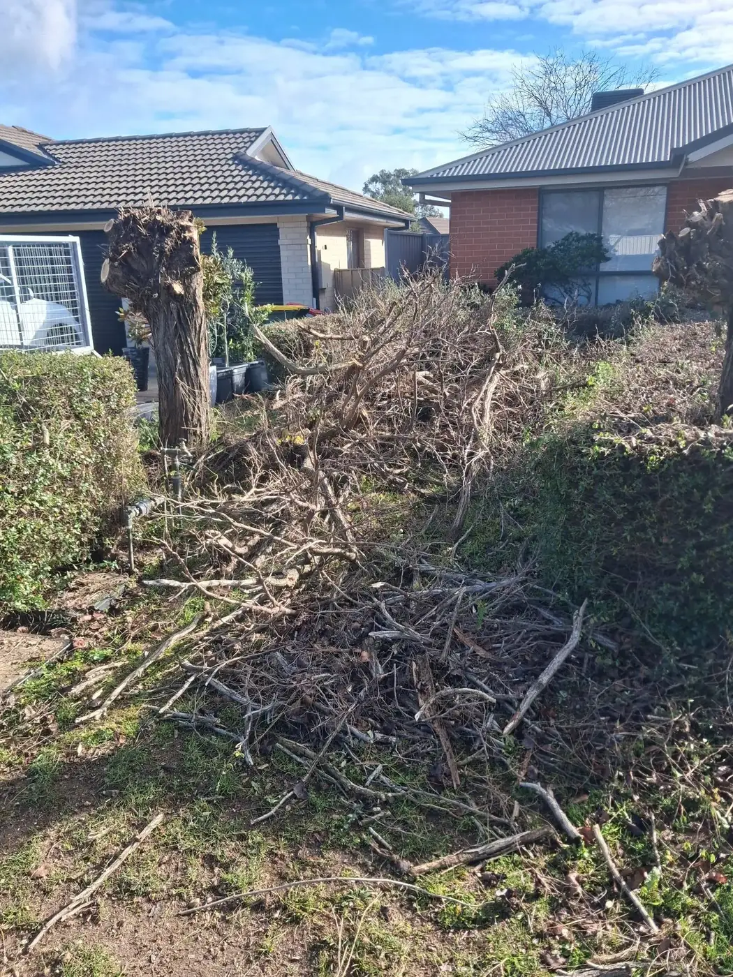 A front yard hedge covered in cut branches and green waste mid-job